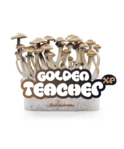 Buy Golden Teacher Mushrooms Grow Kit