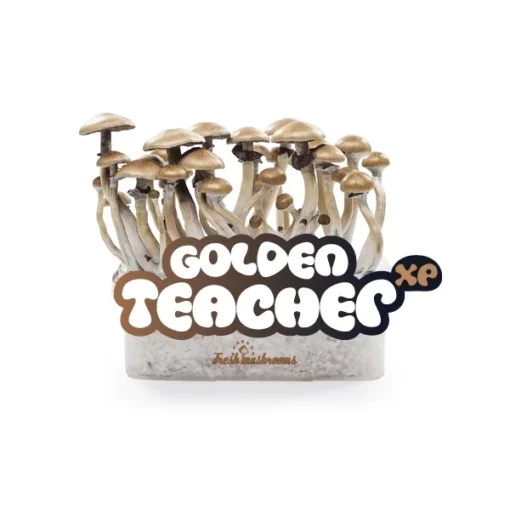 Buy Golden Teacher Mushrooms Grow Kit