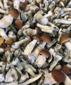 Psilocybe Cyanescens for sale Online