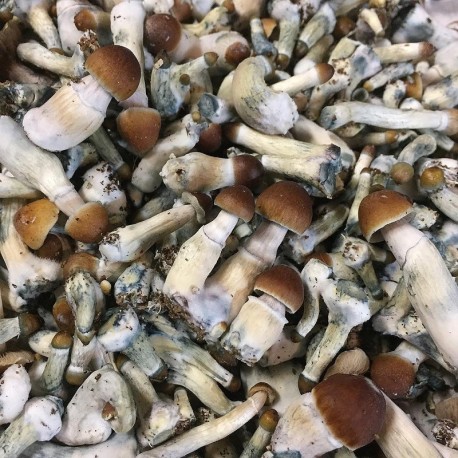 Psilocybe Cyanescens for sale Online