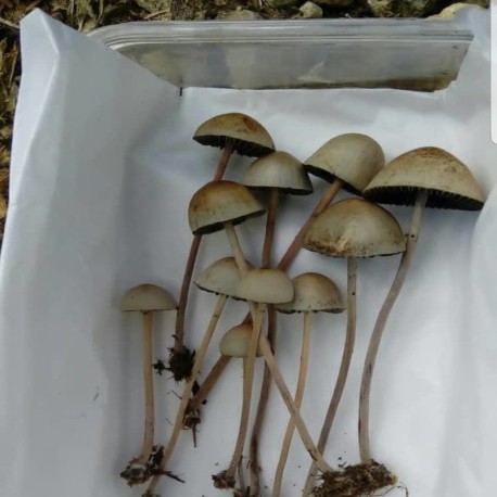 Psilocybe Mexicana For sale Online
